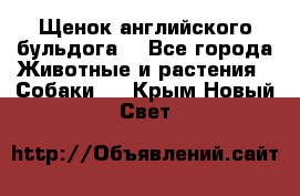 Щенок английского бульдога  - Все города Животные и растения » Собаки   . Крым,Новый Свет